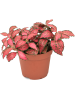 Фиттония 'Forest Flame' 12/tray  H10×W9 D9×7 см 