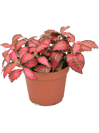Фиттония 'Forest Flame' 12/tray  H10×W9 D9×7 см 
