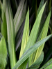 Юкка Elephantipes  H120×W40 D27×25 см 