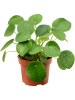 Пилея Peperomioides 6/tray  H20×W20 D13×10 см 