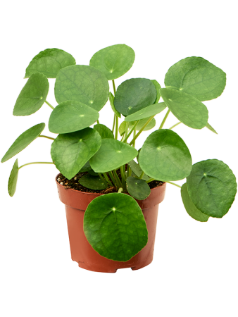 Пилея Peperomioides 6/tray  H20×W20 D13×10 см 