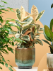 Фикус Elastica 'Tineke'  H55×W45 D21×20 см 