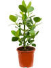 Клузия Розовый 'Princess' 6/tray  H55×W30 D17×16 см 