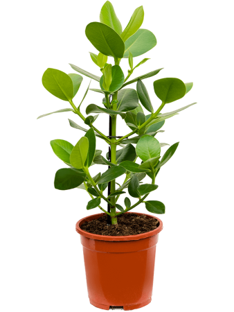 Клузия Розовый 'Princess' 6/tray  H55×W30 D17×16 см 