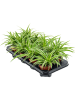 Хлорофитум Пучковидный 'Ocean' 6/tray  H25×W25 D11×9 см 