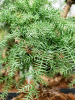Араукария Каннингемия  H65×W25 D23×21 см 