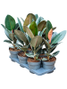 Фикус Elastica 'Abidjan' 6/tray  H55 D17 см 