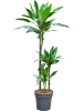 Драцена Fragrans 'Janet Lind Gold'  H100×W25 D21×20 см 
