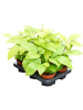 Шеффлера Actinophylla 'Golden Amate' 6/tray  H25×W15 D12×10 см 