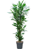 Драцена Fragrans 'Burundii'  H130×W50 D27×25 см 