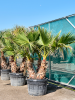 Вашингтония Robusta  H225×W140 D85×55 см 