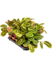 Маранта Leuconeura 'Fascinator' 10/tray  H35×W20 D12×10 см 