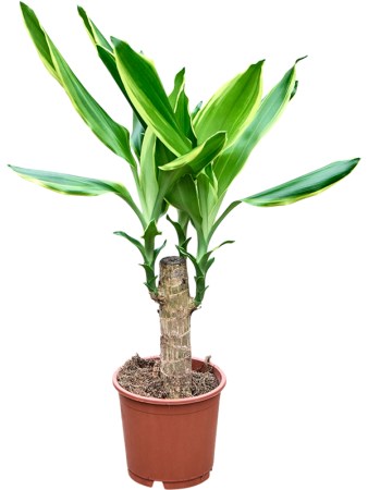 Драцена Fragrans Mix 8/tray  H35×W40 D11×9 см 