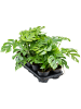 Монстера Deliciosa 'Little Sister' 10/tray  H35×W30 D12×11 см 