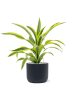 Драцена Fragrans 'Lemon Lime'  H50×W40 D17×15 см 