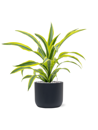 Драцена Fragrans 'Lemon Lime'  H50×W40 D17×15 см 