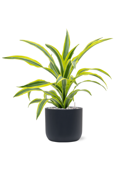 Драцена Fragrans 'Lemon Lime'  H50×W40 D17×15 см 
