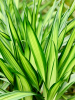 Драцена Fragrans 'Riki'  H150×W40 D27×26 см 