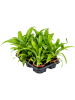 Асплениум Древний 6/tray  H30×W25 D12×9 см 