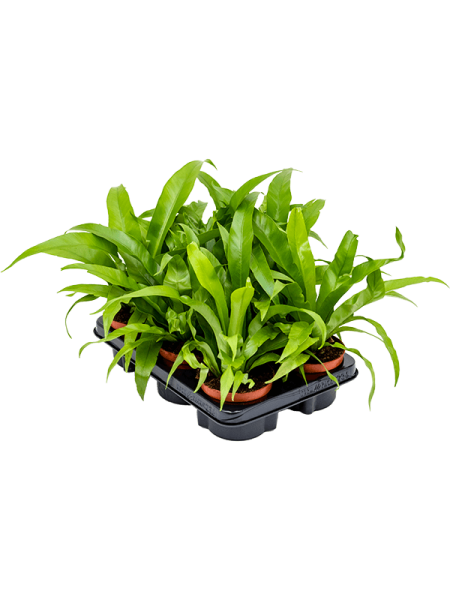 Асплениум Древний 6/tray  H30×W25 D12×9 см 