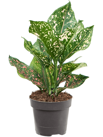 Аглаонема 'Pink Leopard' 6/tray  H30×W20 D12×9 см 