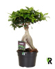 Фикус Мелкоплодный Ginseng  H40 D17 см 