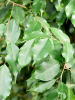Фикус Бенжамина 'Exotica'  H210×W50 D37×34 см 