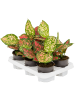 Аглаонема 'Crimson Love' 6/tray  H35×W25 D12×9 см 