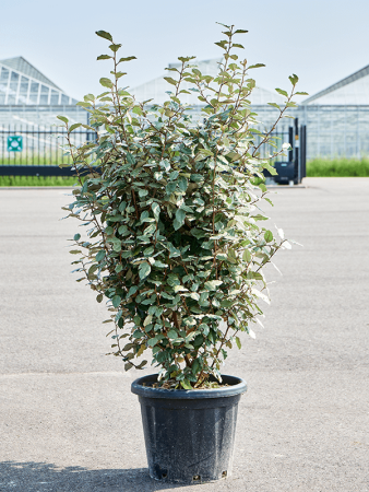 Лох Ebbingei 'Compacta' 140-160  H140×W55 D39×32 см 