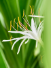 Кринум Asiaticum  H180×W140 D60×43 см 