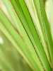 Латания Lontaroides 120-160  H140×W90 D38×32 см 