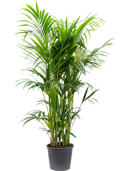 Кентия Howea Форстериана  H180×W60 D32×28 см 