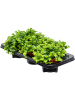 Пеперомия Круглолистный 6/tray  H20×W25 D12×11 см 