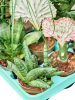 Гринплэнтс Mix 12/tray  H20 D9 см 