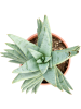 Алоэ Dichotoma  H40×W20 D17×14 см 
