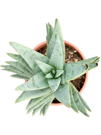 Алоэ Dichotoma  H40×W20 D17×14 см 