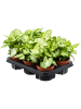 Сингониум 'Arrow' 6/tray  H25×W30 D12×10 см 