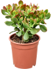 Крассула Яйцевидный 'Colorata'  H35×W25 D17×14 см 