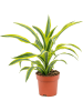 Драцена Fragrans 'Lemon Lime'  H50×W40 D17×15 см 