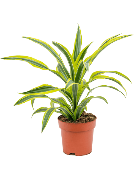 Драцена Fragrans 'Lemon Lime'  H50×W40 D17×15 см 