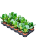 Фикус Лировидный 'Bambino' 18/tray  H20×W15 D9×8 см 