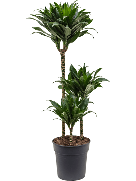 Драцена Fragrans 'Compacta'  H100×W35 D21×20 см 