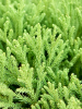 Cryptomeria Японский 'Globosa Nana'  H160×W65 D38×33 см 