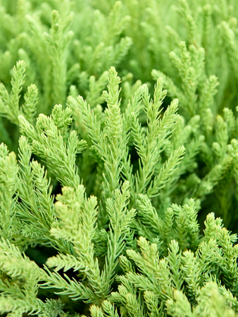 Cryptomeria Японский 'Globosa Nana'  H160×W65 D38×33 см 