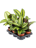 Калатея 'Beauty Star' 6/tray  H50×W25 D12×10 см 