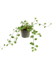 Мюленбекия 'Complexa Mao'ri' 12/tray  H10×W12 D6×5 см 