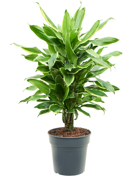 Драцена Fragrans 'Golden Coast'  H70×W35 D21×20 см 