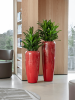 Кордилина Fruticosa' Сизый '  H45×W30 D19×17 см 