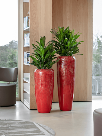 Кордилина Fruticosa' Сизый '  H45×W30 D19×17 см 