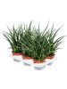 Сансевиерия Киркии 'Fernwood Punk' 6/tray  H30×W20 D12×9 см 
